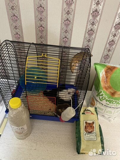 Ангорский хомяк (сирийский длинношерстный)