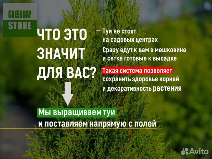 Туи, туя 140 см свежая копка 2023