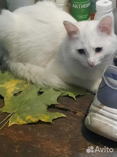 Мальчик без дома