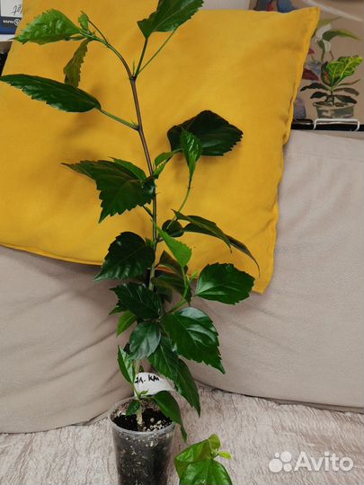 Гибискус китайская роза (13видов)