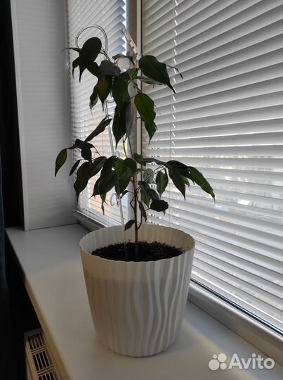 Фикус бенджамина