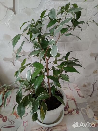Фикус