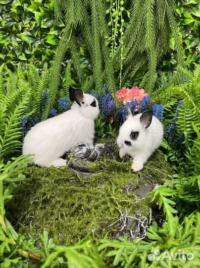 Кролики мини домашние