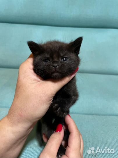 Котята в дар с доставкой