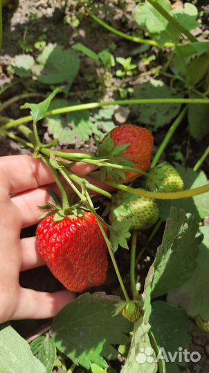 Рассада клубники усы