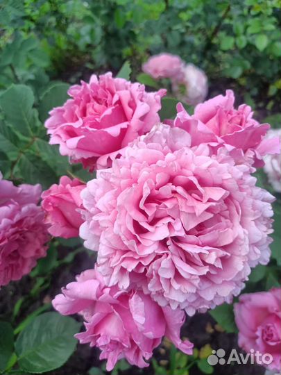 Кустовые розы саженцы принимаю заказы