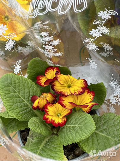 Цветы примула