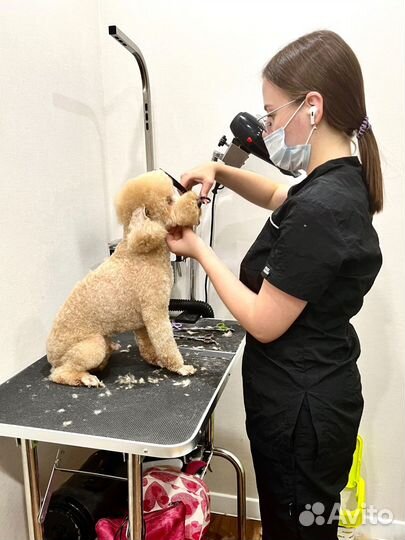 Груминг. Стрижка собак и кошек в Иваново