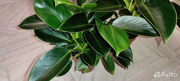 Филодендрон Грин принцесс