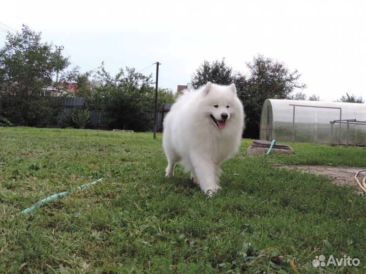 Шерсть самоеда