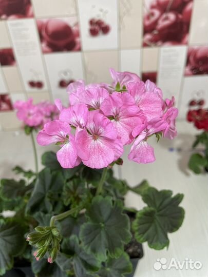 Пеларгония герань