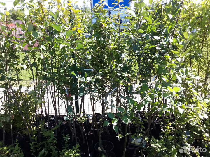 Саженцы плодовых деревьев и кустарников