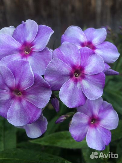 Многолетний флокс Гжель