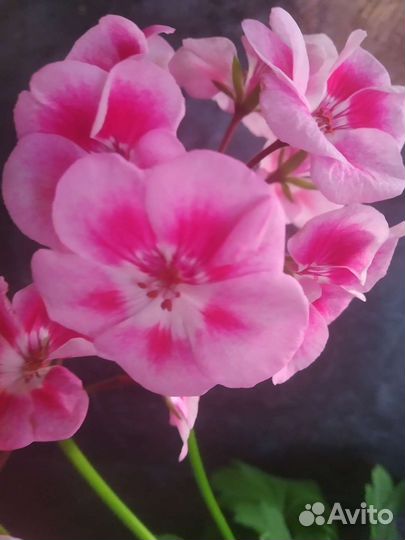 Пеларгонии-глазастики цветущие