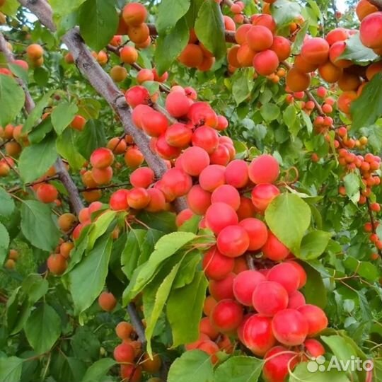 Саженцы абрикоса Северное Сияние