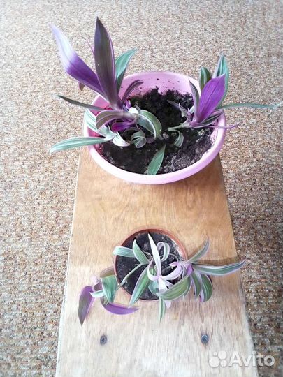 Цветы комнатные