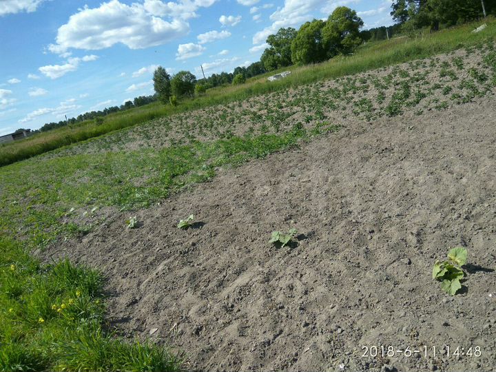 Участок 38 сот. (ИЖС)