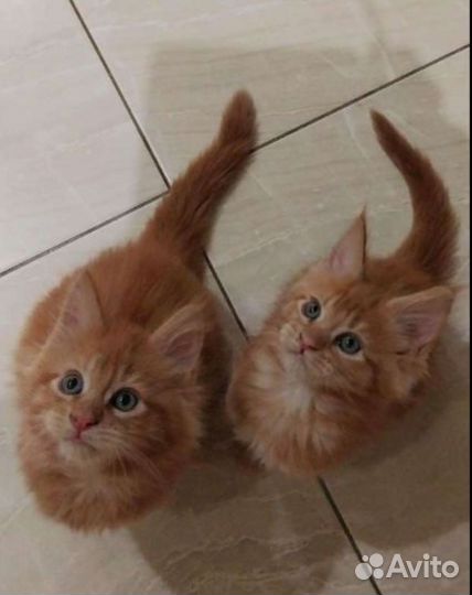 Котята мейн-кун