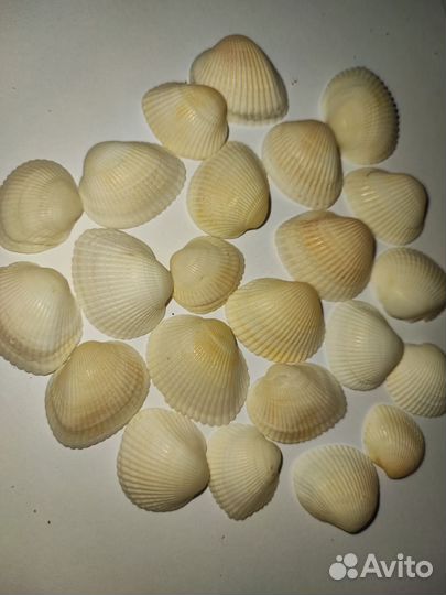 Ракушки скафарка 