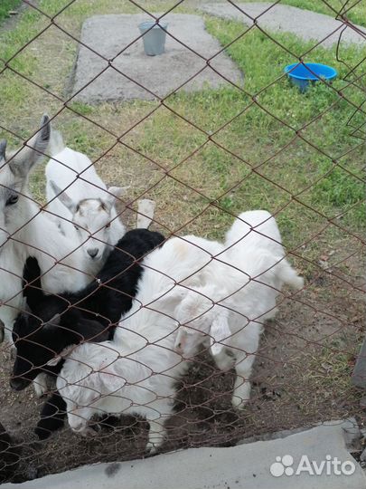 Дойные козы