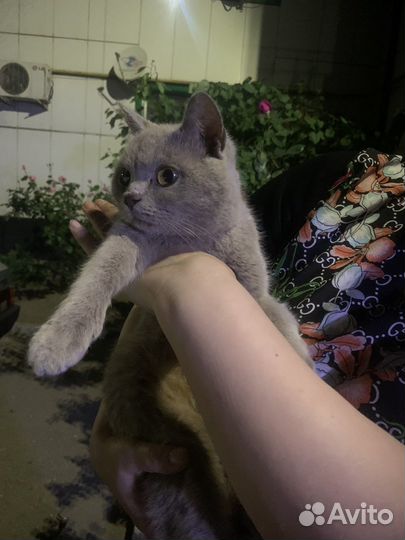 Кошка в дар бесплатно