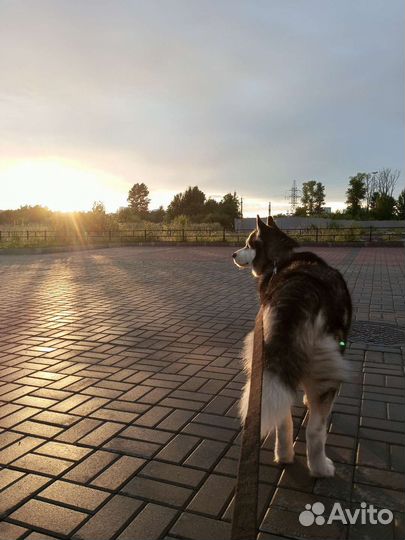 Выгульщик собак с 14 лет