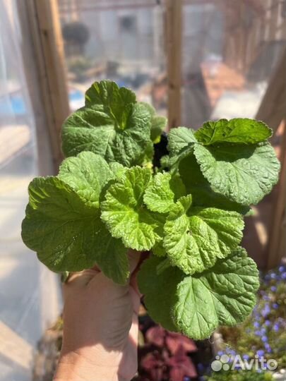 Гравилат розовый махровый, Кой(оранжевый)