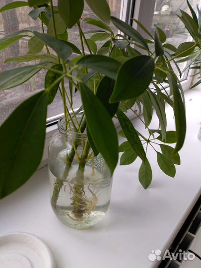 Комнатные домашние растения