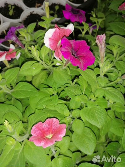 Рассада цветов Питунии