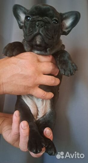 Французский бульдог щенки