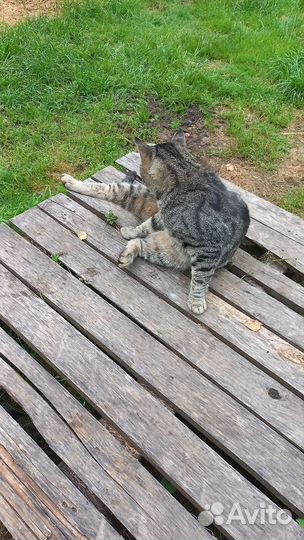 Кот Григорий