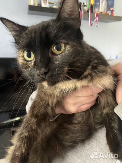 Кошка в добрый руки