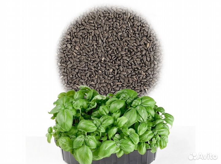 Семена Микрозелень от 50 грамм арт.0087