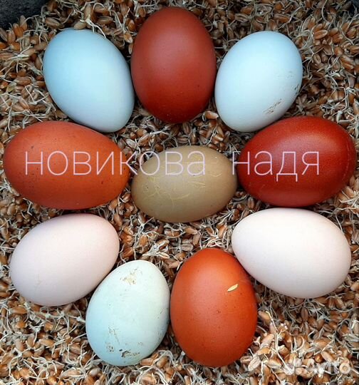 Инкубационное яйцо породных кур