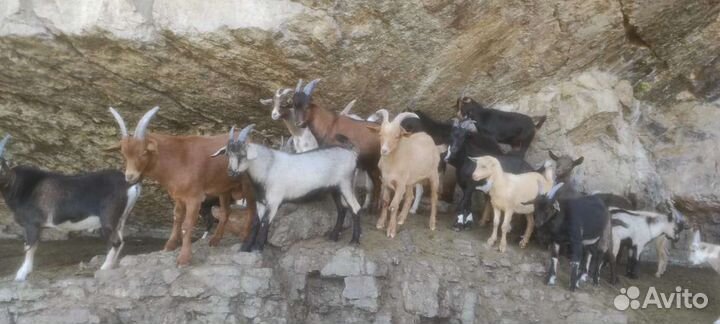 Козлята