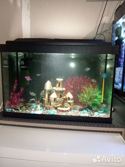 Аквариум с рыбками