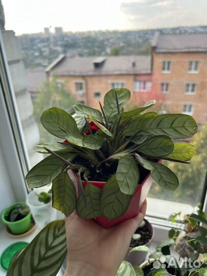 Ктенанта, комнатное растение