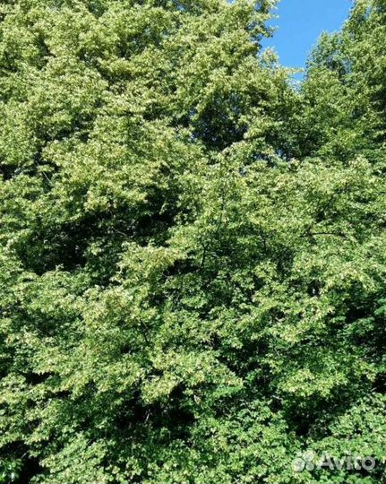 Липовый мёд (сбор 2023)