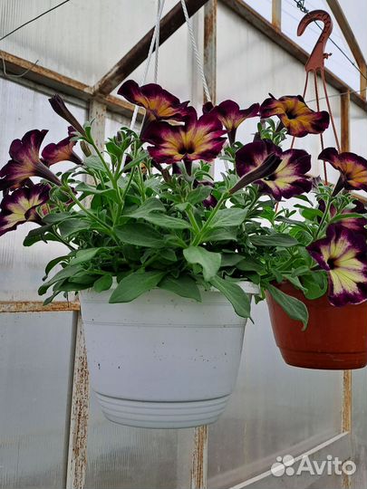 Рассада цветов :Петунья,бархатцы,рассада овощей