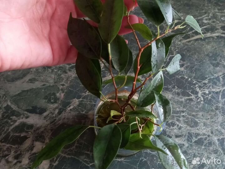 Фикус бенджамина пестролистный