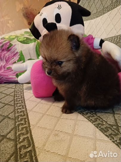 Померанский шпиц