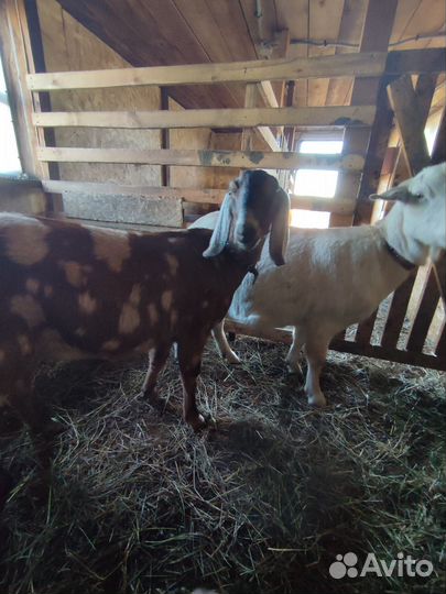 Коза нубийская