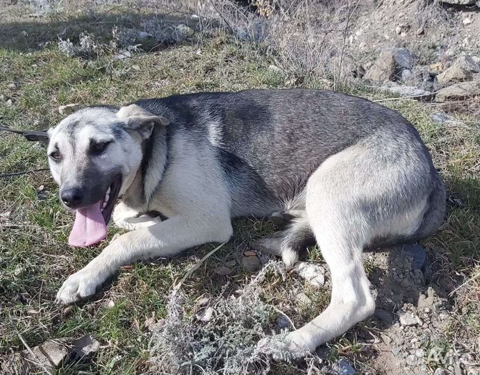 Собака подросток в добрые руки