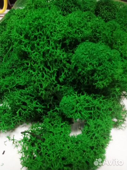 Стабилизированный мох, ягель - цвет изумруд