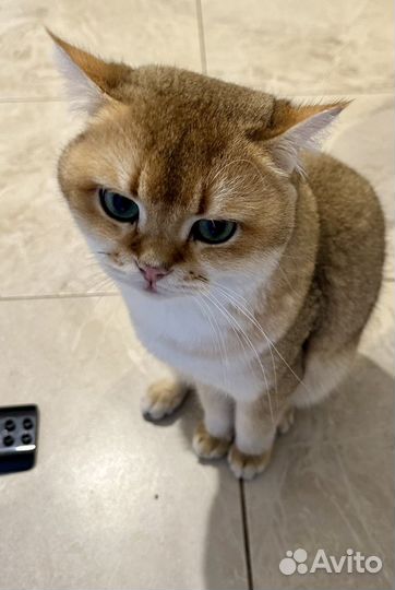 Золотая британская шиншилла вязка