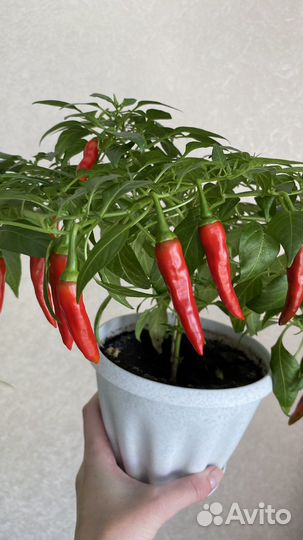 Перец острый сладкий женщинам мужчинам