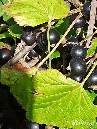 Черная смородина свежая