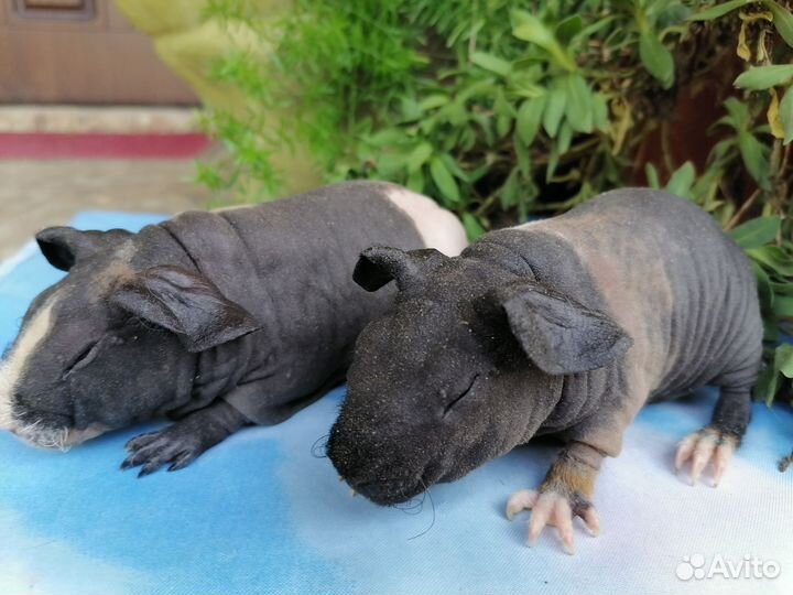 Морские свинки скинни