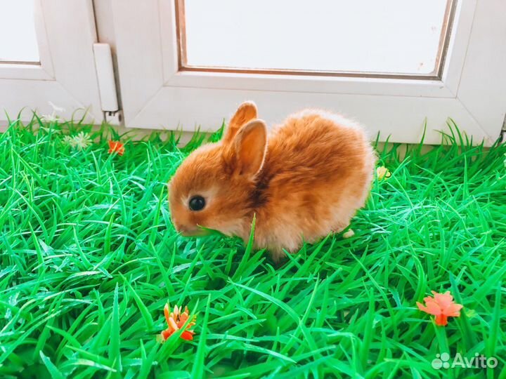 Мини карликовый кролик