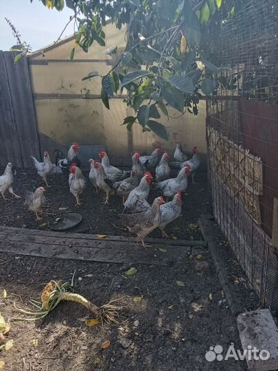 Молодые петухи